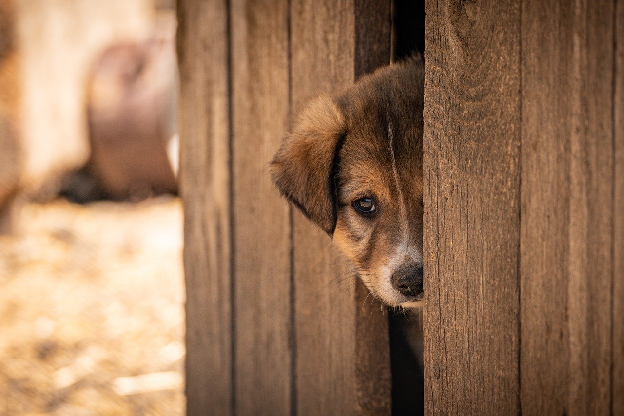 犬を叱らないしつけは本当に大丈夫？