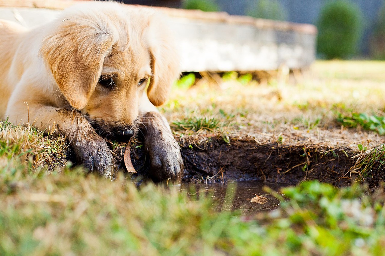 子犬のしつけには限界がある？その正しい理解と対策は？