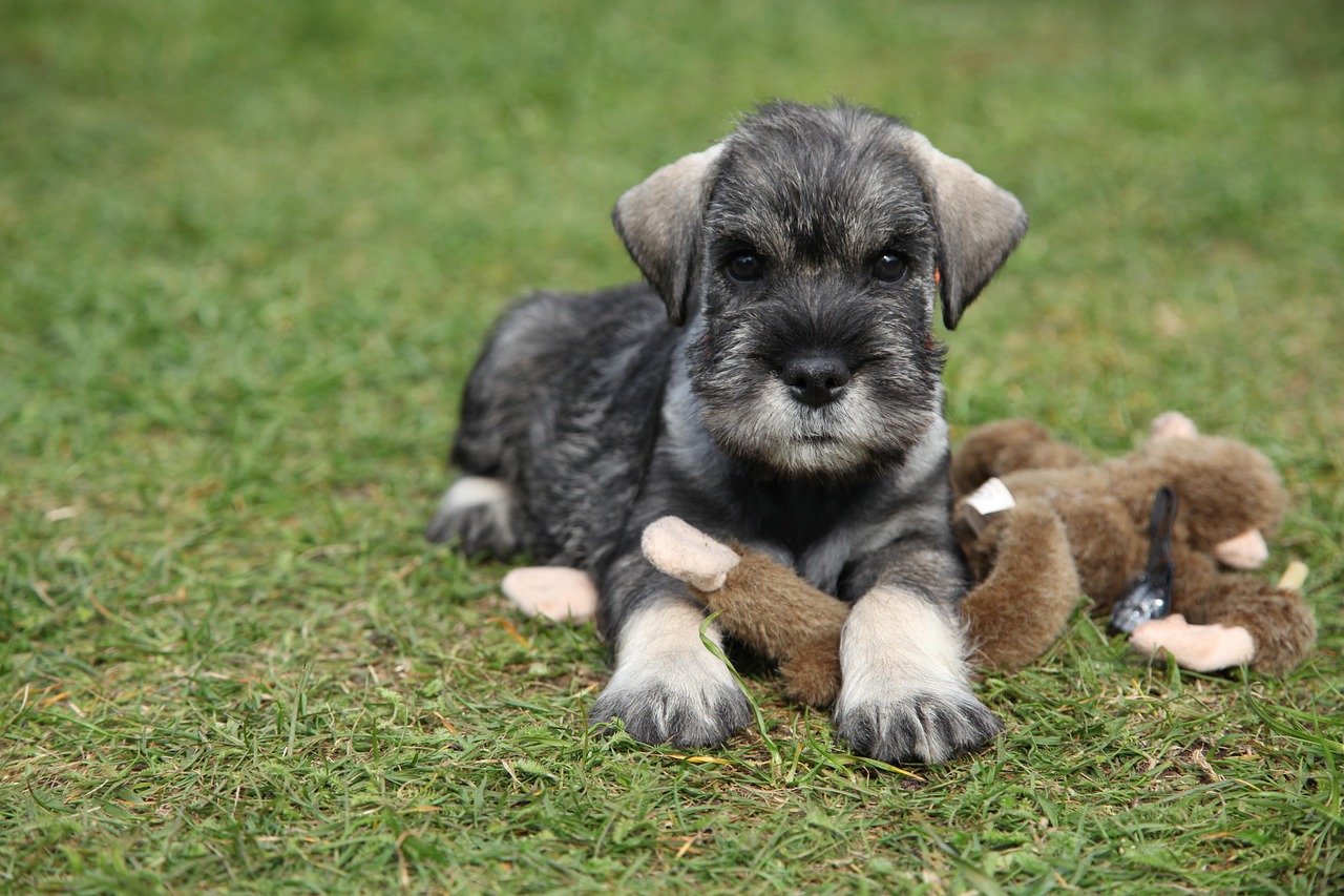 子犬のしつけに疲れたとき、どう乗り越える？