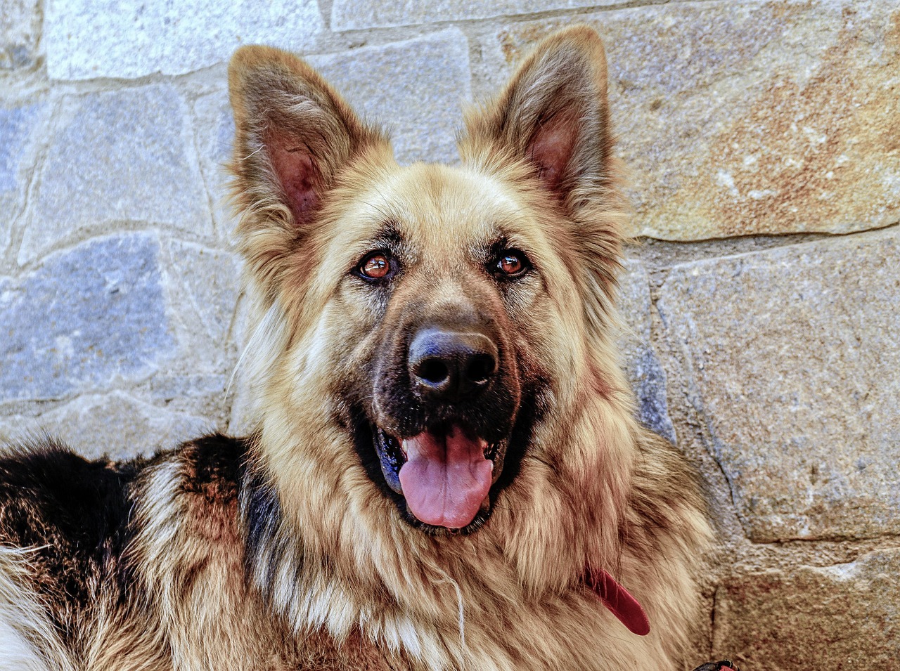 成犬のしつけがつらいと感じるあなたへ、解決法は？
