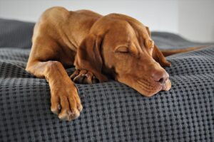 成犬は今さら疲れを解消できるのか？