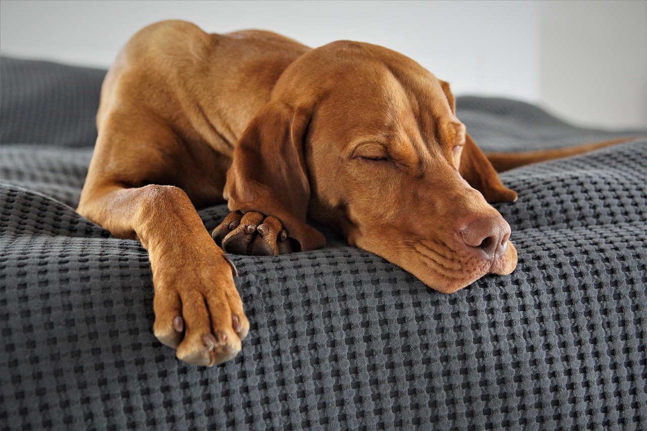 成犬は今さら疲れを解消できるのか？