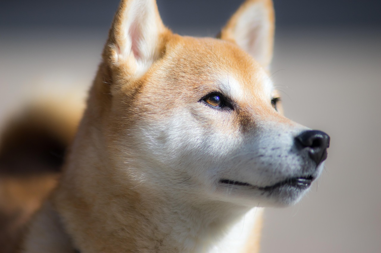 犬がトイレをできない時の不安を解消する方法は？