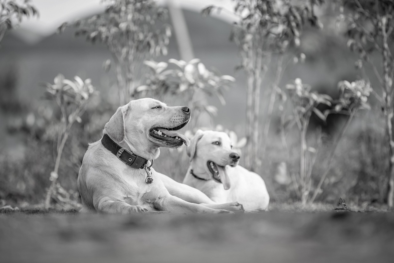 犬が吠えるとき、心が折れる原因とは？