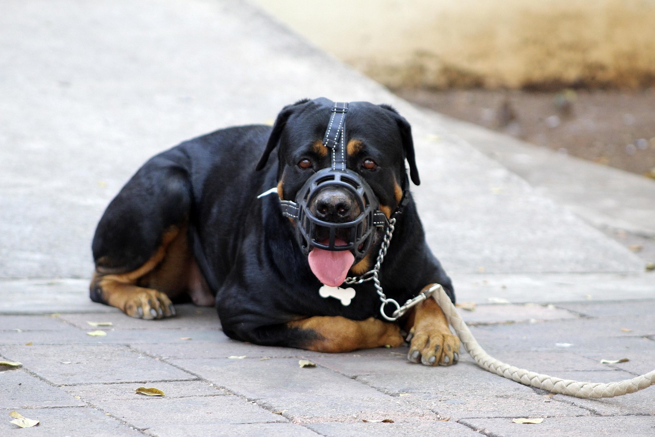 犬が攻撃的になる原因とその疲弊を防ぐ方法は？