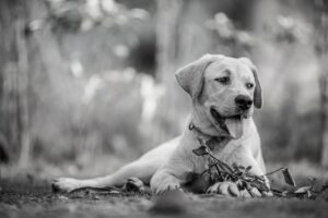 犬が近づくときのつらい気持ちをどう解消する？