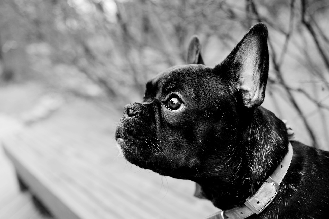 犬と仕事を両立するために行けない時の不安解消法は？