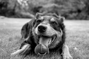 犬と出かけられない時のストレス解消法は？