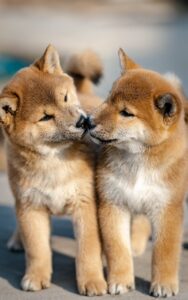 犬のしつけで小さな進歩を実感するためのポイントは？