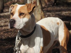 犬のしつけで心を整える方法は？