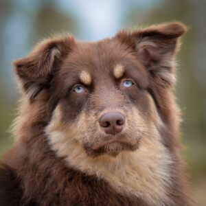 犬のしつけで長い目をかけるべき理由は？