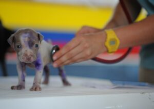 犬のしつけと心のケアはどう両立させる？