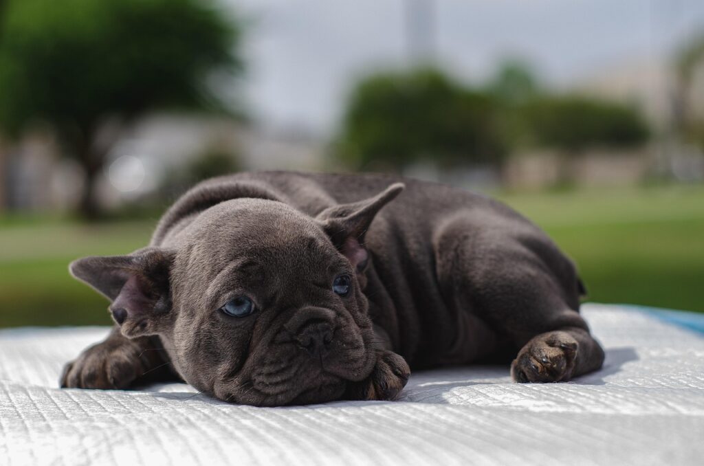 犬のしつけに疲れたらどうする？