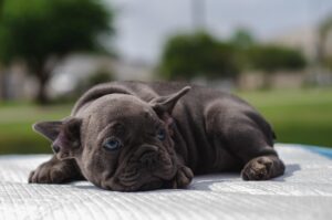 犬のしつけに疲れたらどうする？