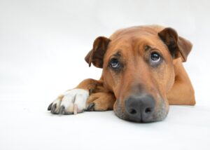 犬のしつけに疲れた私だけ？他の飼い主はどう乗り越えているの？