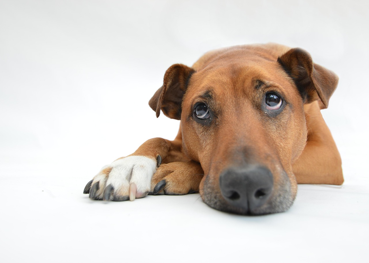 犬のしつけに疲れた私だけ？他の飼い主はどう乗り越えているの？