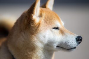 犬のしつけは一人で無理？成功のためのポイントは？