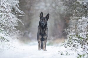 犬のしつけは完璧じゃなくていい？