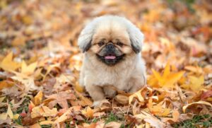 犬のしつけは長期戦？成功するためのポイントとは？