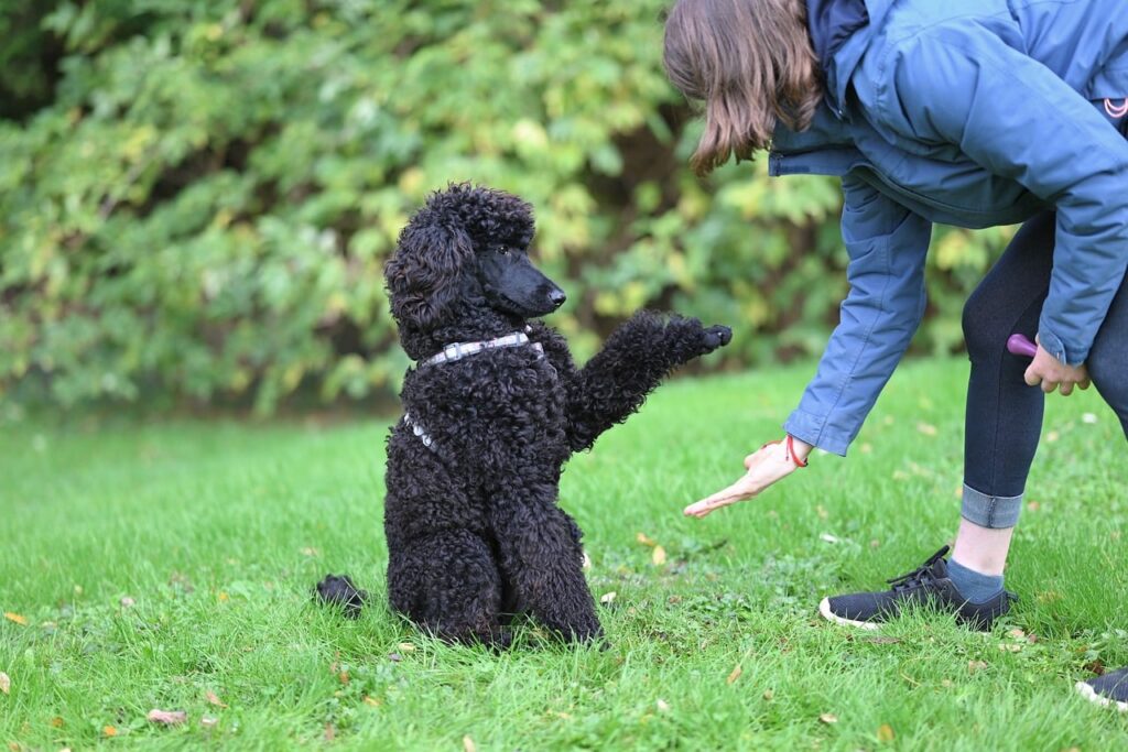 犬のしつけを諦めたらダメ？