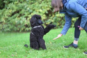 犬のしつけを諦めたらダメ？