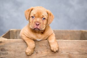 犬のしつけ教室は疲れた人にどんな効果がある？