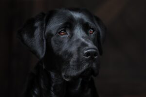 犬のトイレで何度も失敗する理由は？