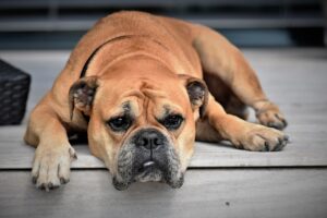 犬の多頭飼いで疲れた時の対処法は？