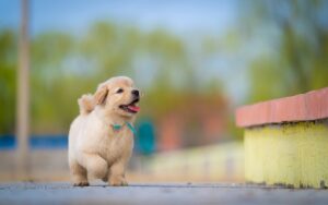 犬の散歩で疲れた時の対処法は？