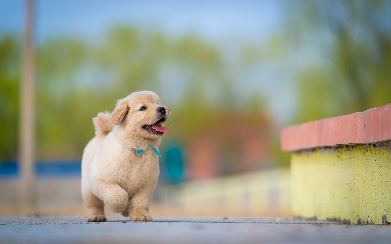 犬の散歩で起こるトラブルと疲労を解消する方法は？