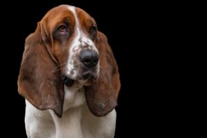 犬を一人にできないと感じるあなたへ、どう対処すればつらい気持ちが軽くなる？