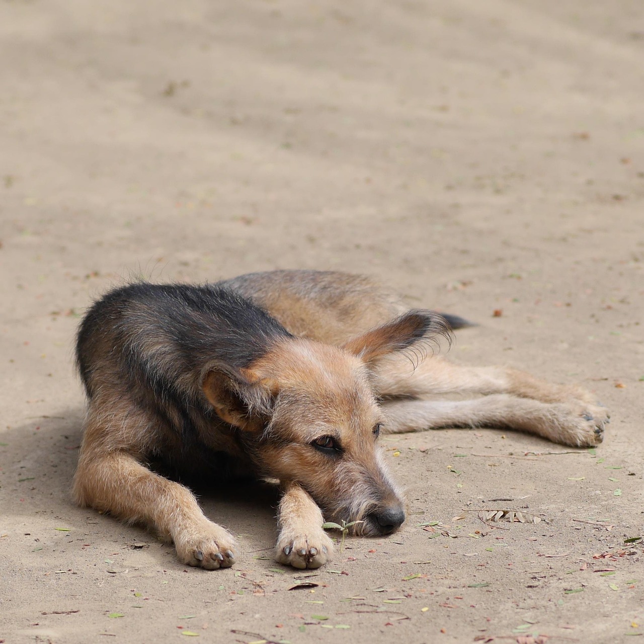 犬を厳しくすべきか迷っているあなたへ、最適な飼い方は？