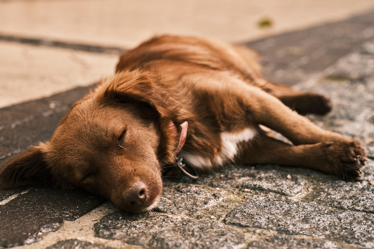 犬を迎えたばかりの疲労を軽減する方法は？