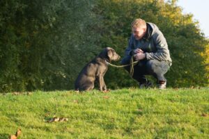 犬を飼うことがメンタルに与える影響とは？