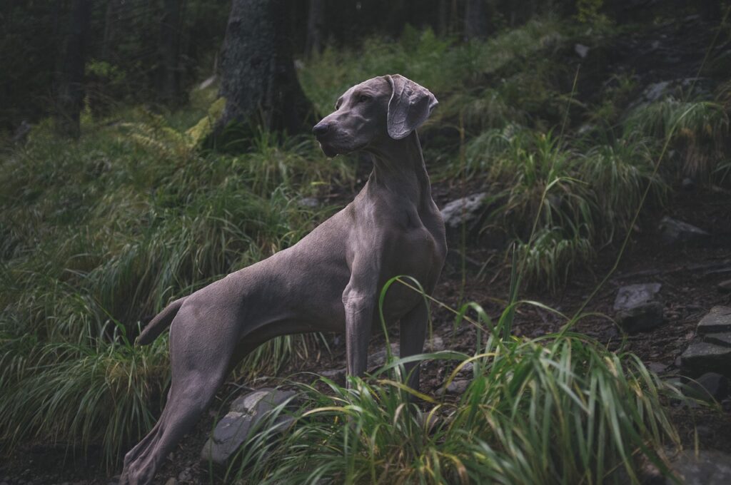 犬のしつけについて相談してもいい？